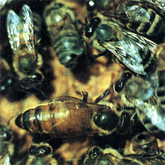 Рис. 1. Матка с пчёлами